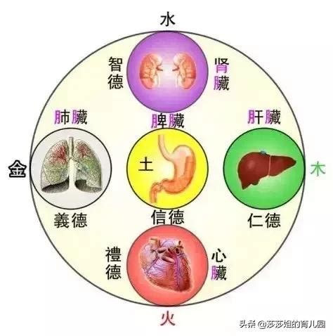 心 五行|心 (臟腑)